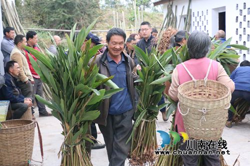泸县潮河镇为建档立卡贫困户发放砂仁种苗(图3) 泸县潮河镇为建档立卡贫困户发放砂仁种苗(图3)