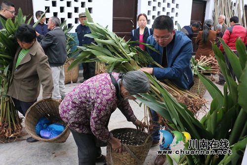 泸县潮河镇为建档立卡贫困户发放砂仁种苗(图4) 泸县潮河镇为建档立卡贫困户发放砂仁种苗(图4)