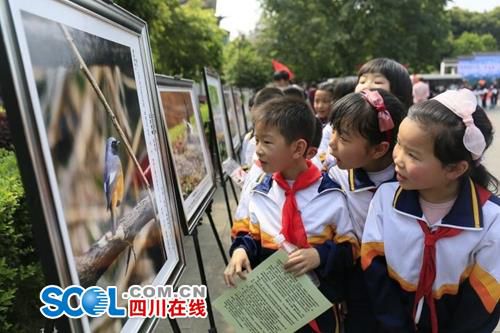 守护野生动物资源&nbsp;宜宾启动2017年“爱鸟周”(图2)