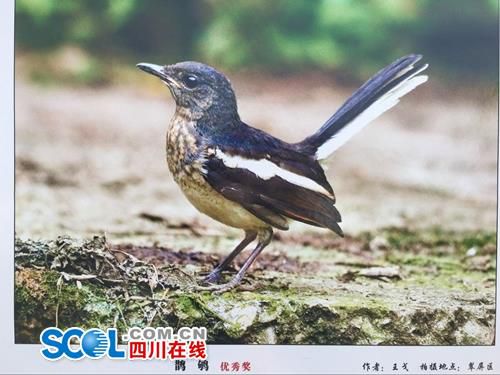 守护野生动物资源 宜宾启动2017年“爱鸟周”(图4) 守护野生动物资源 宜宾启动2017年“爱鸟周”(图4)