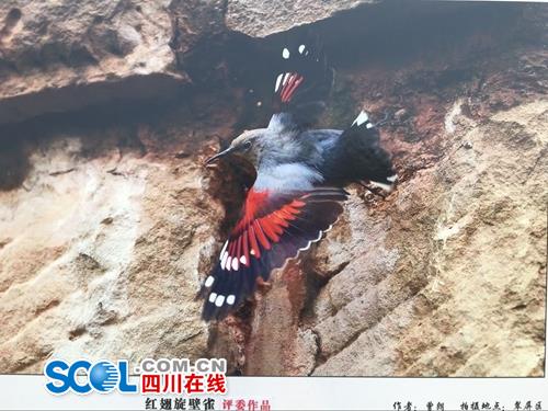 守护野生动物资源&nbsp;宜宾启动2017年“爱鸟周”(图5)