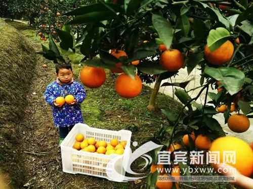 推进电商全域化 宜宾新增4个省级电商示范县(图2) 推进电商全域化 宜宾新增4个省级电商示范县(图2)