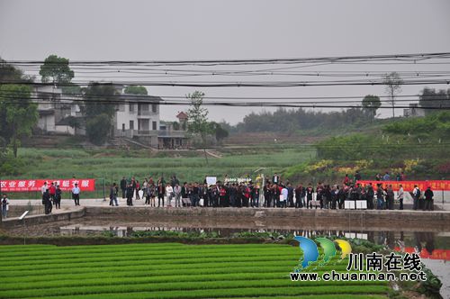 全省水稻带药移栽暨病虫害全程绿色防控现场观摩培训会在泸县召开(图1)