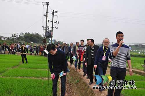 全省水稻带药移栽暨病虫害全程绿色防控现场观摩培训会在泸县召开(图2)