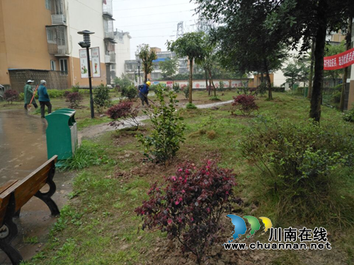 红星街道长桥社区：补栽小区花草&nbsp;扮靓绿色家园(图2)
