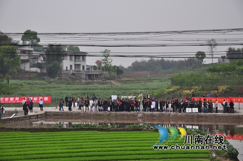 泸县植保病虫害防治政府购买服务的创新与实践(图1)