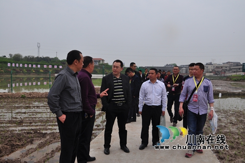 泸县植保病虫害防治政府购买服务的创新与实践(图3)