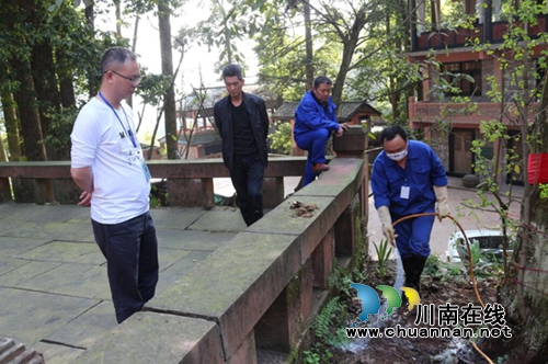 合江法王寺古树被啃&nbsp;白蚁防治所人员出击灭害(图1)