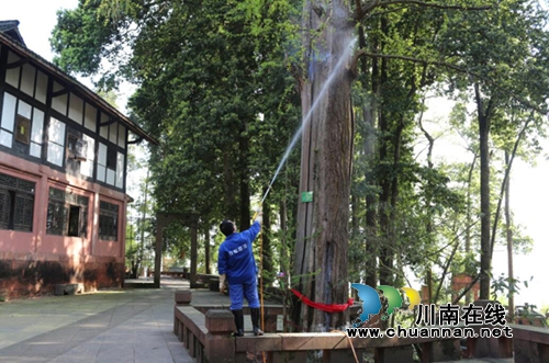 合江法王寺古树被啃&nbsp;白蚁防治所人员出击灭害(图2)