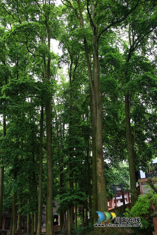 合江法王寺古树被啃&nbsp;白蚁防治所人员出击灭害(图3)