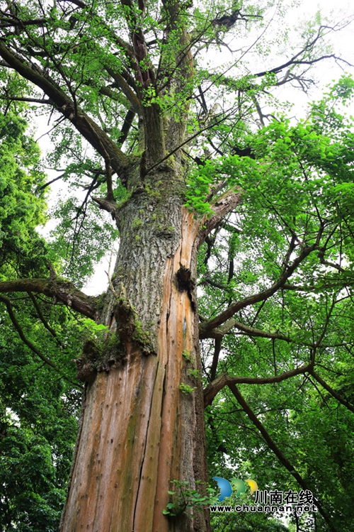 合江法王寺古树被啃&nbsp;白蚁防治所人员出击灭害(图4)