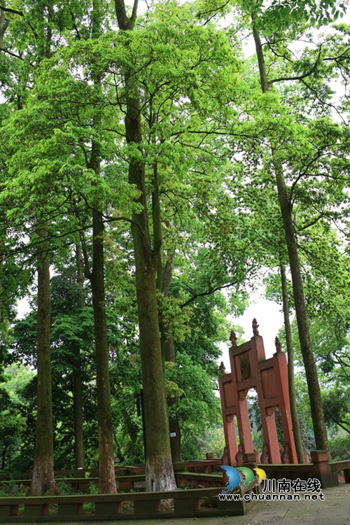 合江法王寺古树被啃&nbsp;白蚁防治所人员出击灭害(图5)