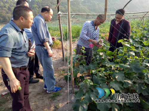 合江县工质局调研大桥镇沙淤蔬菜示范项目(图1)