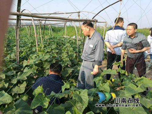 合江县工质局调研大桥镇沙淤蔬菜示范项目(图3)