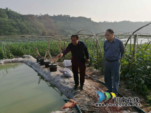合江县工质局调研大桥镇沙淤蔬菜示范项目(图2)