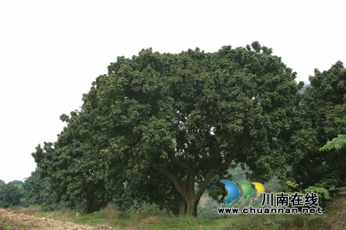 合江凤鸣:黄金湾清代荔枝群引领旖旎风光(图2) 合江凤鸣:黄金湾清代荔枝群引领旖旎风光(图2)