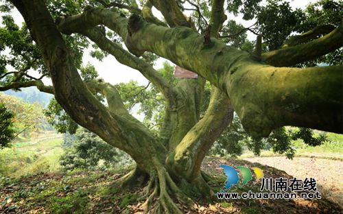 合江凤鸣:黄金湾清代荔枝群引领旖旎风光(图4) 合江凤鸣:黄金湾清代荔枝群引领旖旎风光(图4)