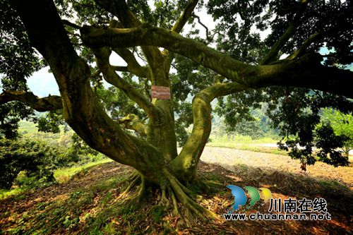 合江凤鸣:黄金湾清代荔枝群引领旖旎风光(图7) 合江凤鸣:黄金湾清代荔枝群引领旖旎风光(图7)