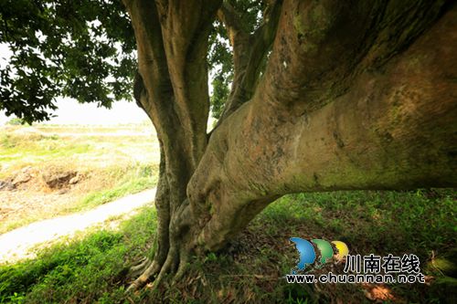 合江凤鸣:黄金湾清代荔枝群引领旖旎风光(图10) 合江凤鸣:黄金湾清代荔枝群引领旖旎风光(图10)