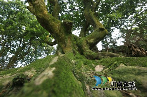 合江凤鸣:黄金湾清代荔枝群引领旖旎风光(图11) 合江凤鸣:黄金湾清代荔枝群引领旖旎风光(图11)