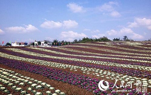 内江:为培育农业农村发展新动能注入甜城味(图3) 内江:为培育农业农村发展新动能注入甜城味(图3)