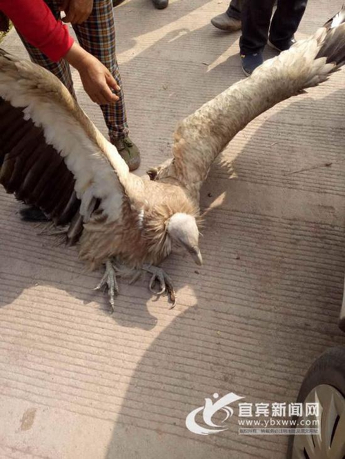 天上掉下“座山雕”&nbsp;宜宾村民慌了神(图1)