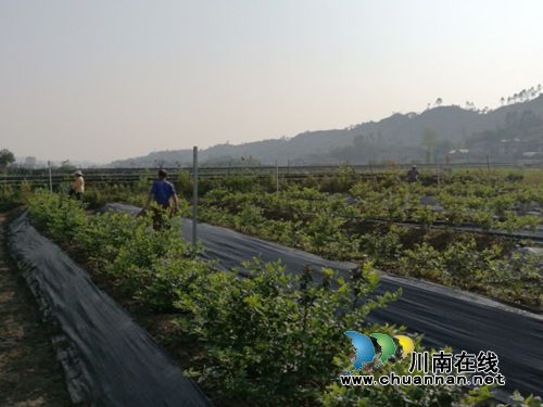 月底 到宜宾大观百里冲和蓝莓来个丰收拥抱!(图2) 月底 到宜宾大观百里冲和蓝莓来个丰收拥抱!(图2)