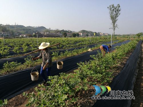 月底 到宜宾大观百里冲和蓝莓来个丰收拥抱!(图3) 月底 到宜宾大观百里冲和蓝莓来个丰收拥抱!(图3)