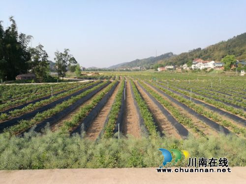月底 到宜宾大观百里冲和蓝莓来个丰收拥抱!(图4) 月底 到宜宾大观百里冲和蓝莓来个丰收拥抱!(图4)