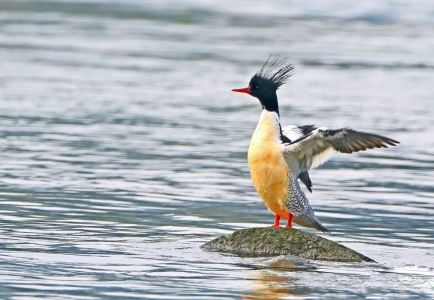 中华秋沙鸭放飞&nbsp;自贡“护鸟镇”成候鸟天堂(图1)