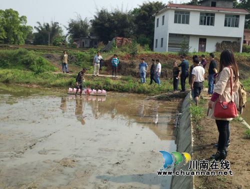 合江县推广试验水稻直播新机具(图3)