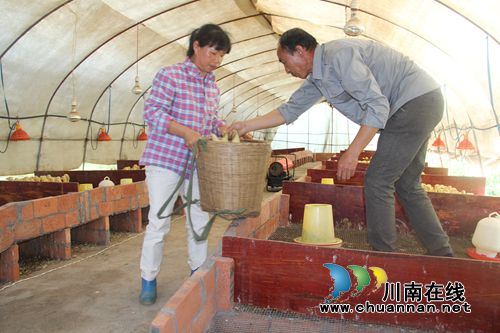 泸县云龙：爱心农户为贫困户捐赠鹅苗(图1)