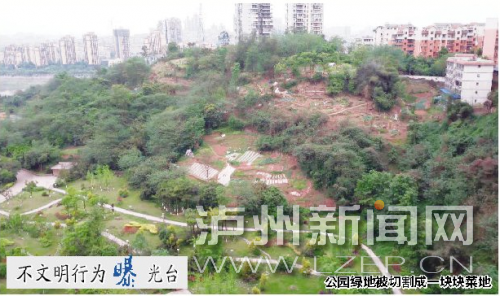 泸州：公园绿地变菜地&nbsp;“都市农夫”将遭处罚(图1)