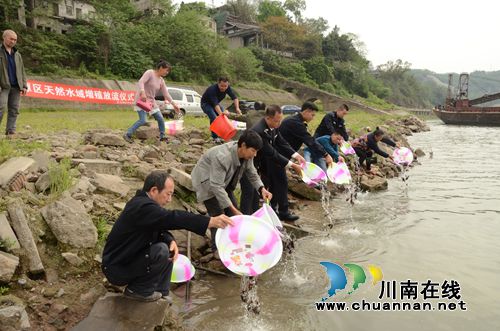 龙马潭：公安渔政联手&nbsp;6.5万尾鱼苗放归长江(图1)