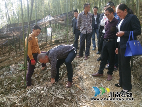 叙永大石乡到水尾镇水星村考察学习林下经济发展(图1) 叙永大石乡到水尾镇水星村考察学习林下经济发展(图1)