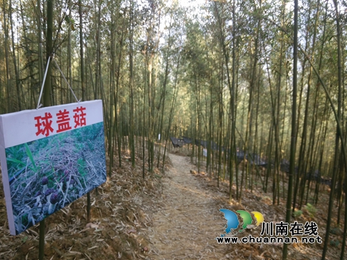 叙永大石乡到水尾镇水星村考察学习林下经济发展(图2) 叙永大石乡到水尾镇水星村考察学习林下经济发展(图2)