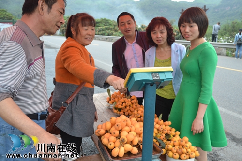 纳溪天仙镇枇杷熟了！300多万斤等你来尝鲜(图1)