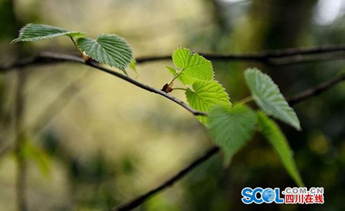 泸州古蔺发现珍稀野生“植物大熊猫”(图2)