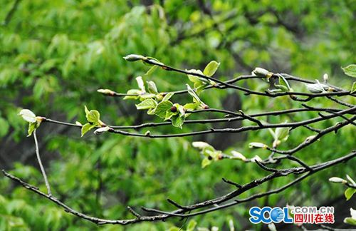 泸州古蔺发现珍稀野生“植物大熊猫”(图1)