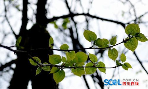 泸州古蔺发现珍稀野生“植物大熊猫”(图3)