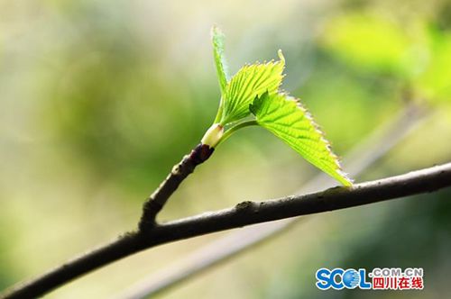泸州古蔺发现珍稀野生“植物大熊猫”(图4)