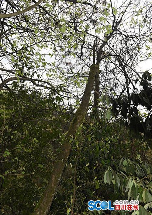 泸州古蔺发现珍稀野生“植物大熊猫”(图5)