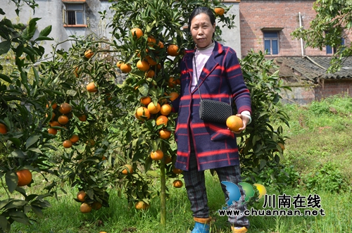 泸县太伏：“电商+旅游”打通优质柑橘致富路(图3)
