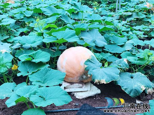 4月27日&nbsp;到泸州董允坝品蔬菜听音乐畅游乡村(图9)