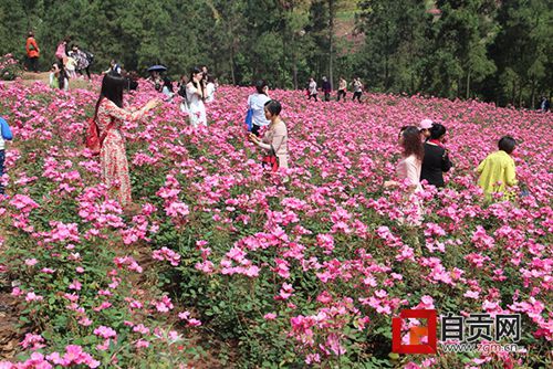 千亩玫瑰花娇艳绽放 自贡.中国“玫瑰海”开园(图1) 千亩玫瑰花娇艳绽放 自贡.中国“玫瑰海”开园(图1)