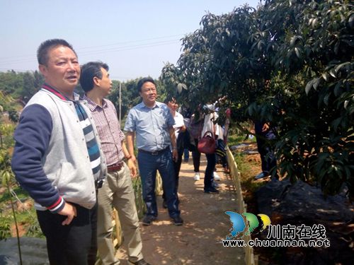 国家级荔枝专家到合江指导荔枝管理技术(图1) 国家级荔枝专家到合江指导荔枝管理技术(图1)