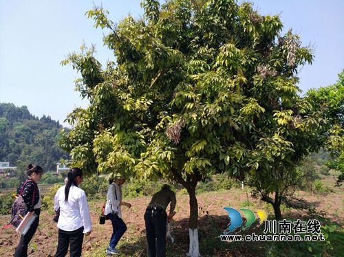 国家级荔枝专家到合江指导荔枝管理技术(图2) 国家级荔枝专家到合江指导荔枝管理技术(图2)