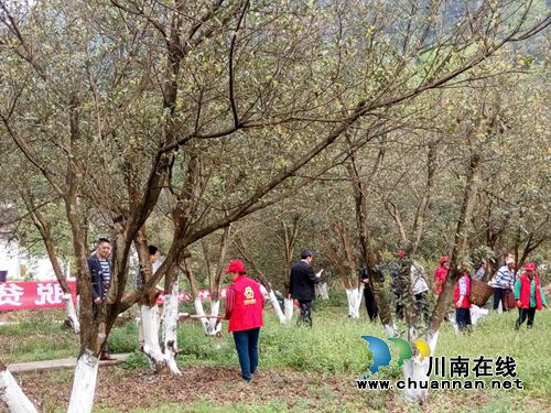 合江县巾帼志愿服务队产业帮扶助脱贫(图1) 合江县巾帼志愿服务队产业帮扶助脱贫(图1)