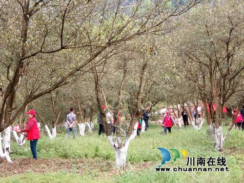 合江县巾帼志愿服务队产业帮扶助脱贫(图3) 合江县巾帼志愿服务队产业帮扶助脱贫(图3)