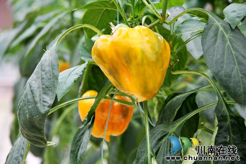 第二届“董允坝蔬菜节”免费抢票火热进行中!(图9) 第二届“董允坝蔬菜节”免费抢票火热进行中!(图9)